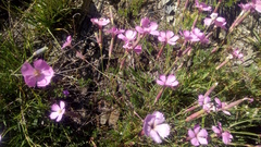 Dianthus saxicola