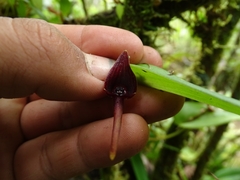 Pleurothallis ruberrima