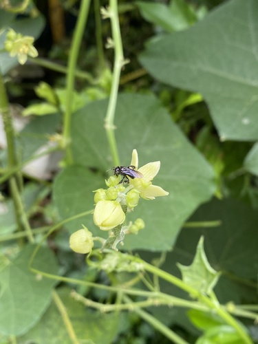 Sechium edule image
