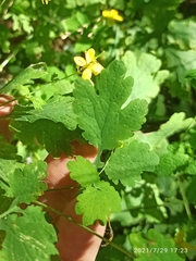 Chelidonium majus