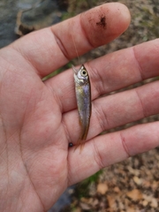 Clinostomus funduloides