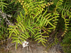 Gleichenia alpina