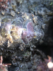 Acanthochitona