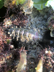 Acanthochitona