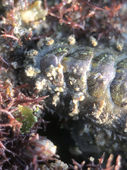 Acanthochitona