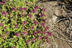 Thymus reverdattoanus