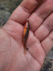 Chrosomus erythrogaster