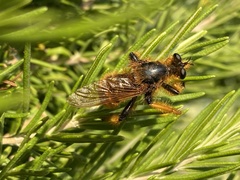 Pogonosoma maroccanum