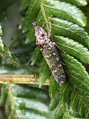 Ichthyobelus bellicosus