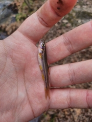 Chrosomus erythrogaster