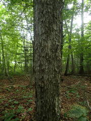 Ostrya virginiana image