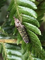 Ichthyobelus bellicosus