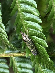 Ichthyobelus bellicosus