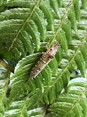 Ichthyobelus bellicosus