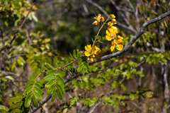 Senna multiglandulosa