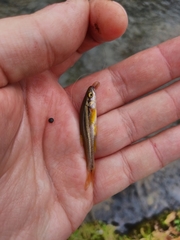 Chrosomus erythrogaster