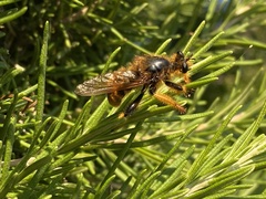 Pogonosoma maroccanum
