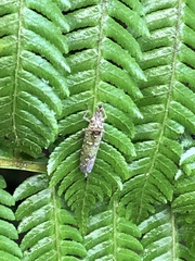 Ichthyobelus bellicosus