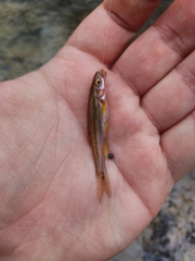 Chrosomus erythrogaster