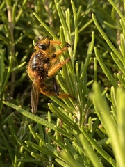 Pogonosoma maroccanum