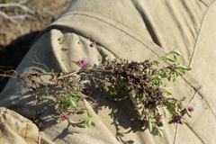 Thymus reverdattoanus
