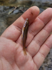 Chrosomus erythrogaster