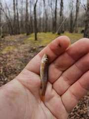 Clinostomus funduloides