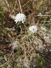 Iberis procumbens