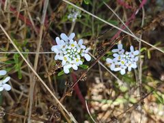 Iberis procumbens