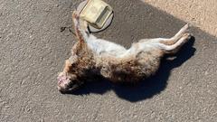 Sylvilagus brasiliensis