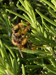 Pogonosoma maroccanum