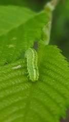 Orthosia hibisci