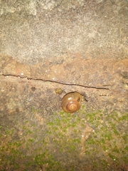 Gastropoda
