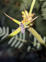 Acmaeoderopsis junki