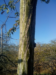 Pseudobombax parvifolium