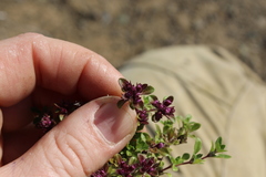 Thymus reverdattoanus