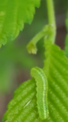 Orthosia hibisci