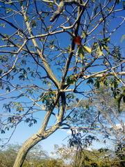 Pseudobombax parvifolium