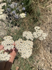 Achillea setacea
