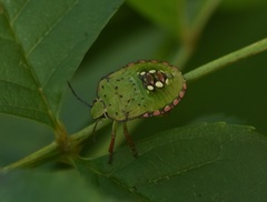 Nezara viridula