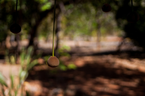 Parkia platycephala, photograph 6