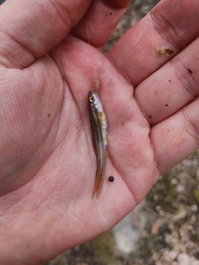 Chrosomus erythrogaster