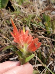 Castilleja litoralis