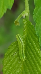 Orthosia hibisci