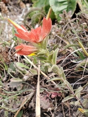 Castilleja litoralis