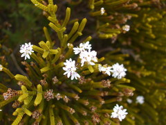 Veronica lycopodioides