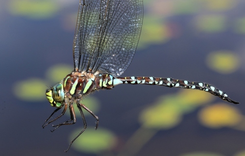 Sedge Darner