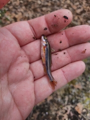 Chrosomus erythrogaster