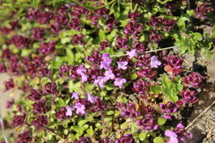 Thymus reverdattoanus