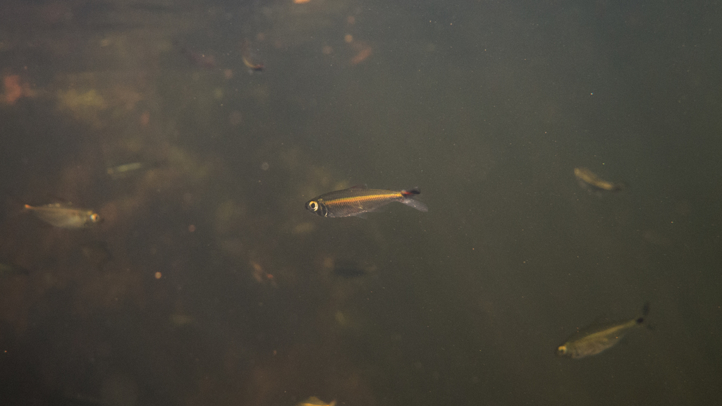 Bryconops tocantinensis